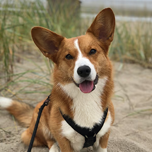 Mia sitting on a beach path